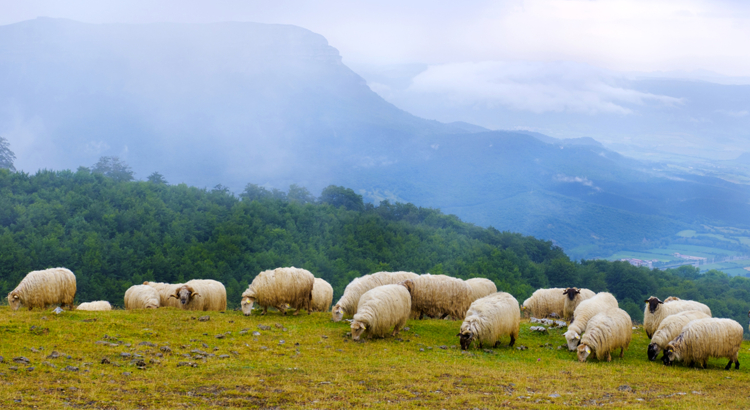 Spanien Navarra Schafe Foto iStock poliki.jpg